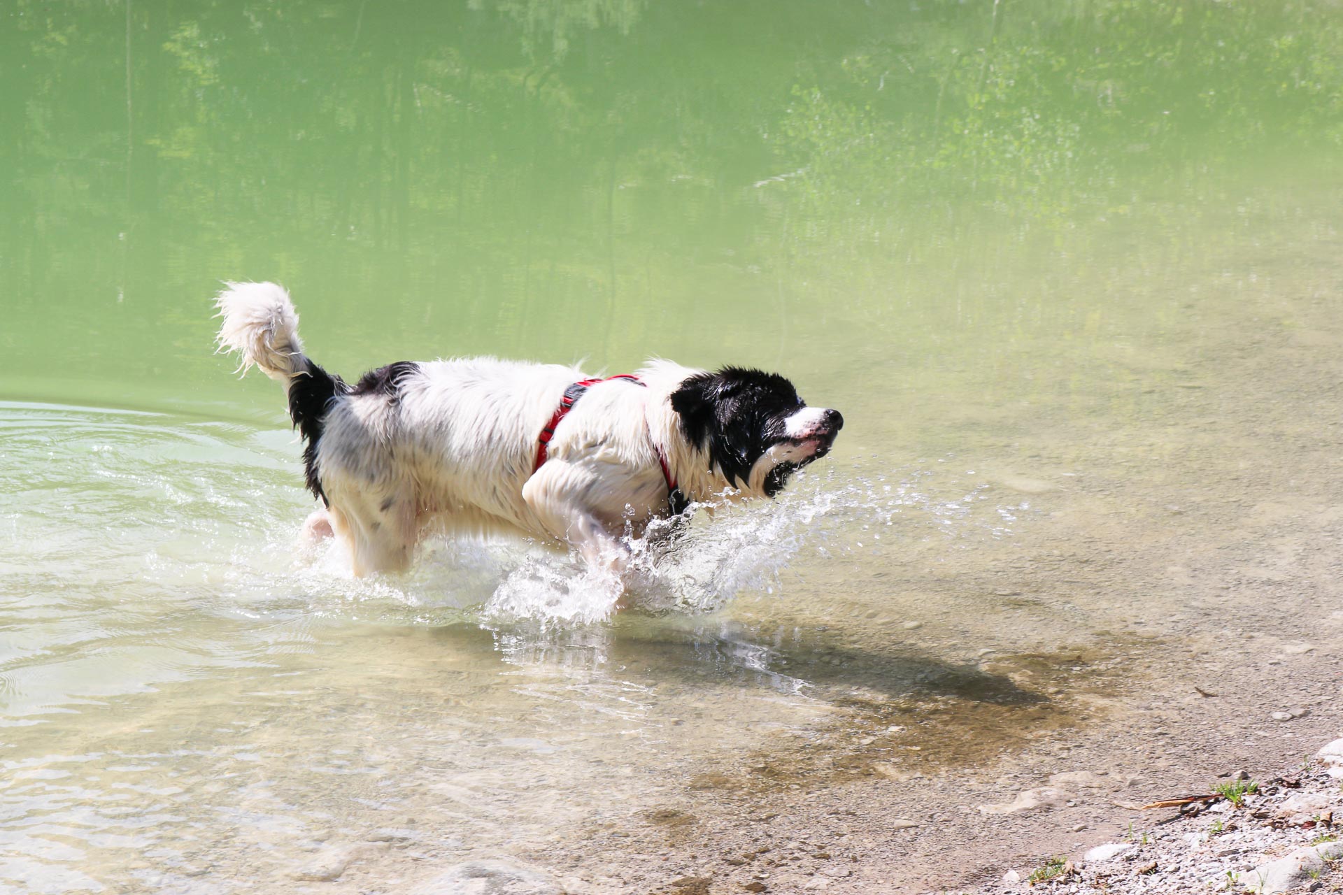 badeseen-für hunde.jpg