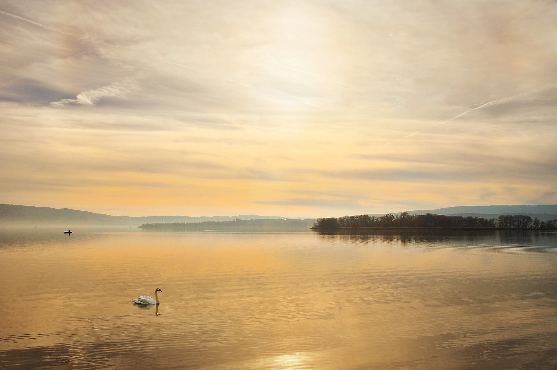 bodensee-abend-schwan.jpg